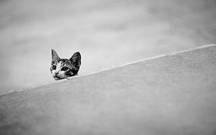 grayscale photo of tabby cat